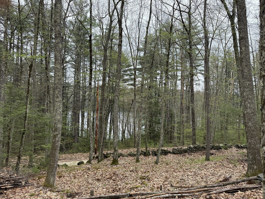 0 Carter Pond Road Petersham, MA 01366 - Photo 26 of 30 a view of a forest filled with trees