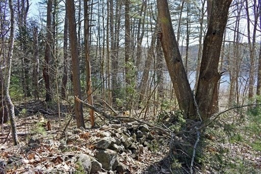 0 Carter Pond Road Petersham, MA 01366 - Photo 8 of 30 a view of a forest