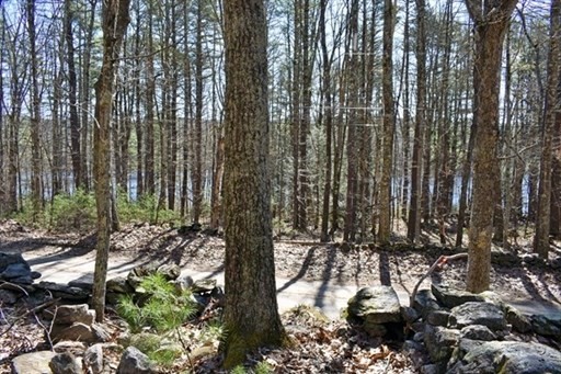 0 Carter Pond Road Petersham, MA 01366 - Photo 9 of 30 a view of a forest with trees