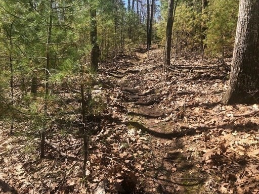 0 Carter Pond Road Petersham, MA 01366 - Photo 10 of 30 a view of a yard with a tree