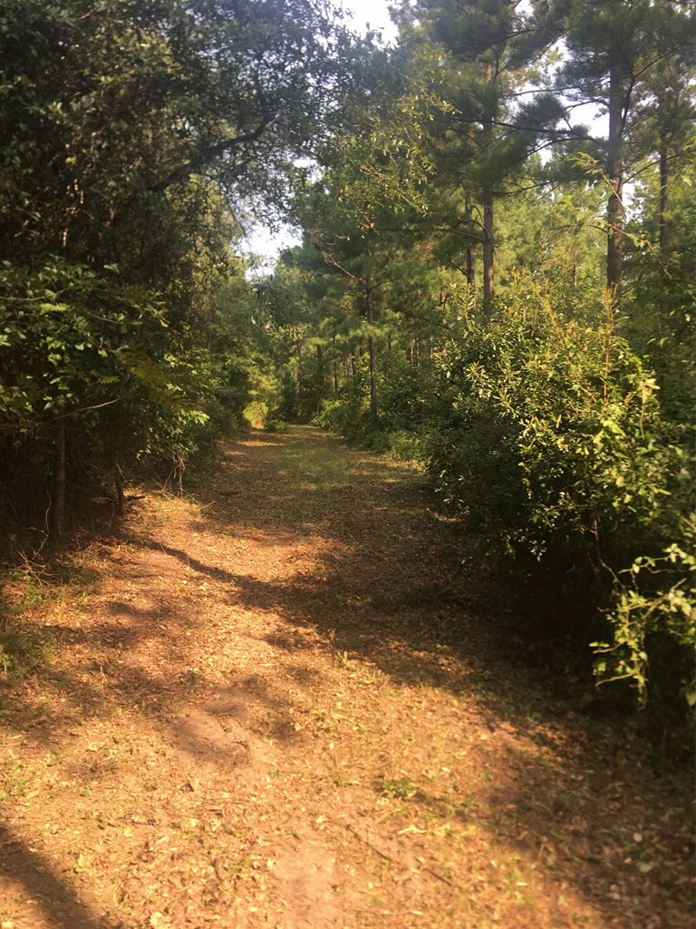 4573 County Line Road Southwest Mitchell, GA 30820 - Photo 3 of 31 Cleared roads and trails throughout