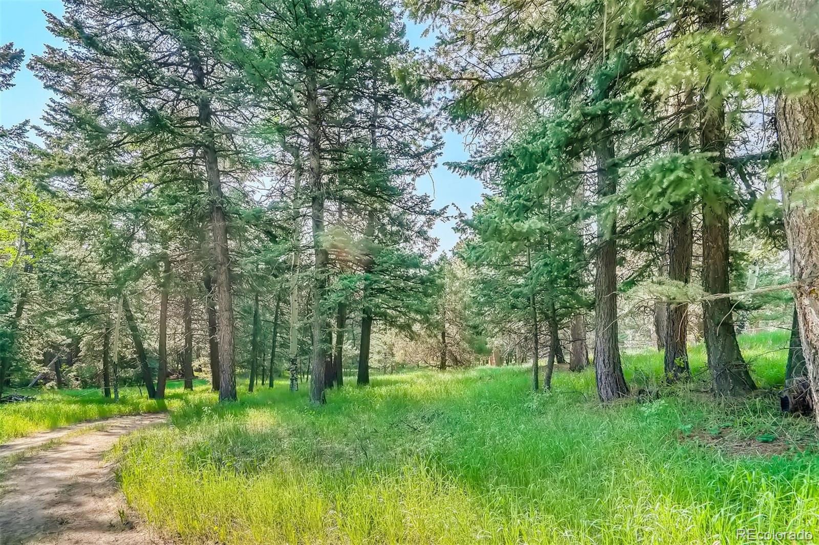 8939 South Hillview Road Morrison, CO 80465 - Photo 27 of 39 a view of lush green forest