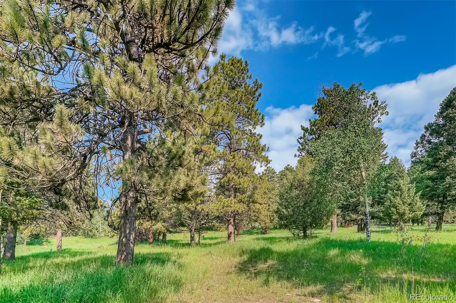 8939 South Hillview Road Morrison, CO 80465 - Photo 37 of 39 a view of a garden with a tree