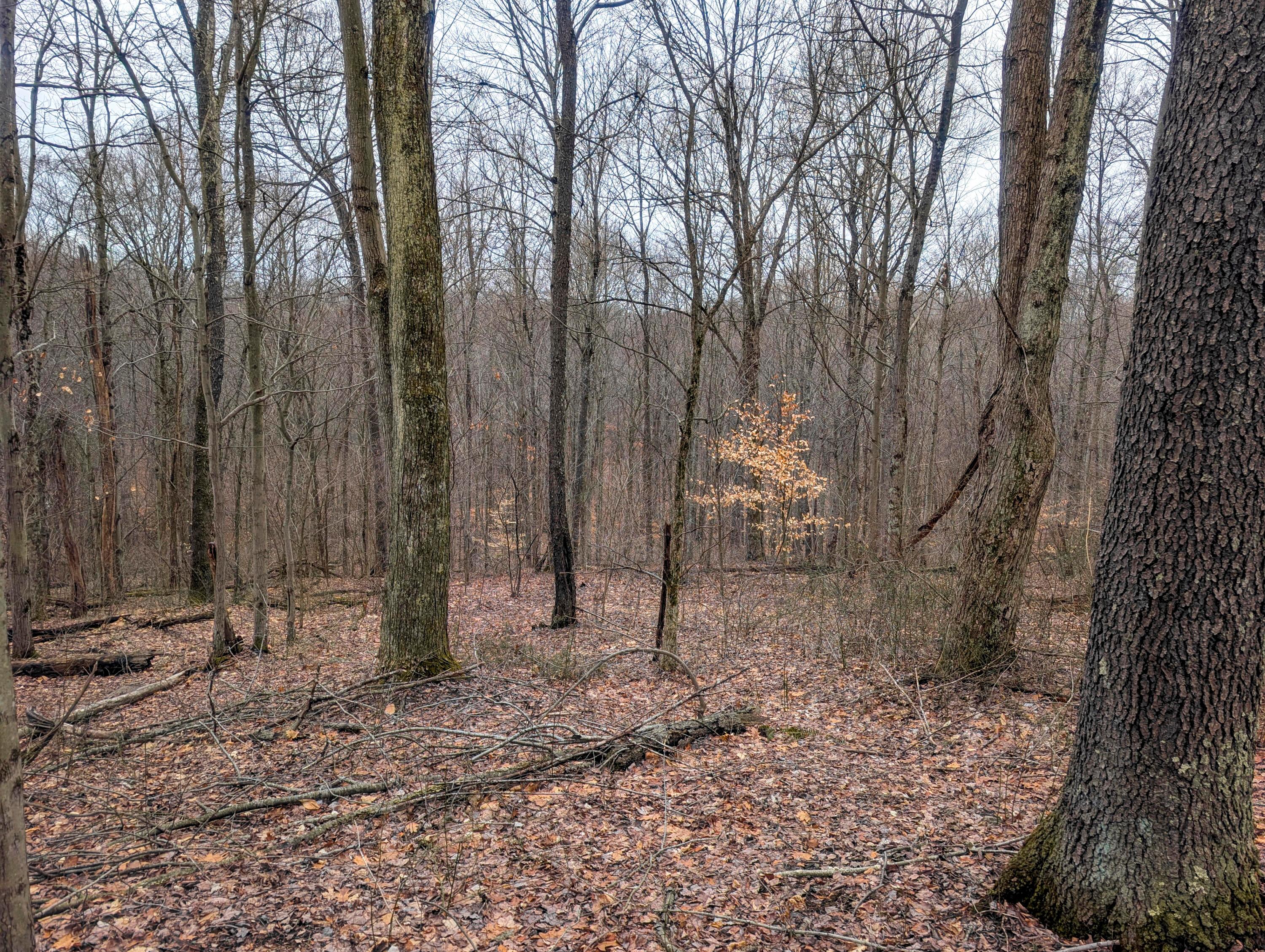 8 Barber Ridge Road Lewisville, OH 43754 - Photo 7 of 33 Tract 8_TD-10