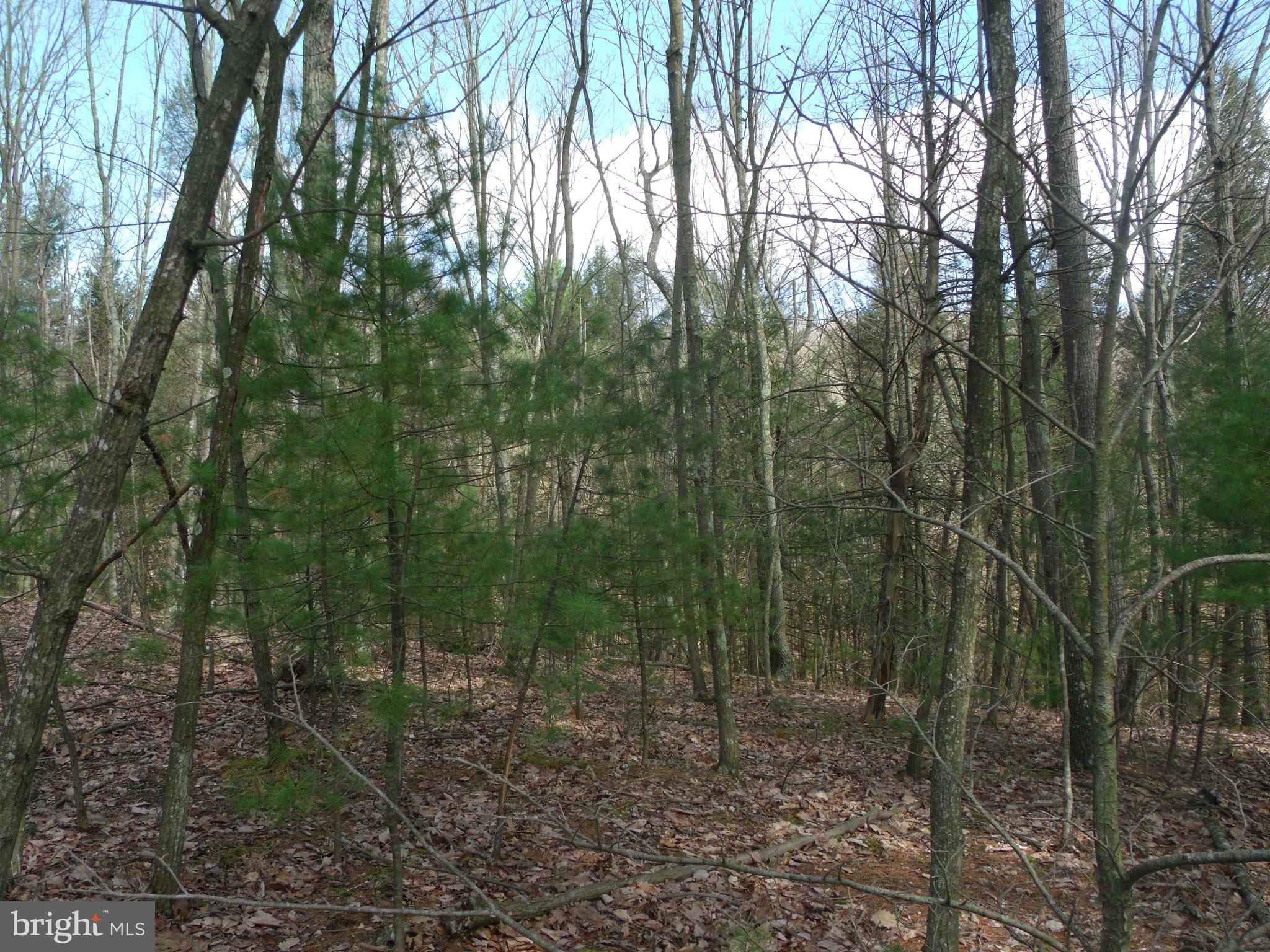 1703 Peach Ridge Road Elliottsburg, PA 17024 - Photo 12 of 16 Gallery Image 12