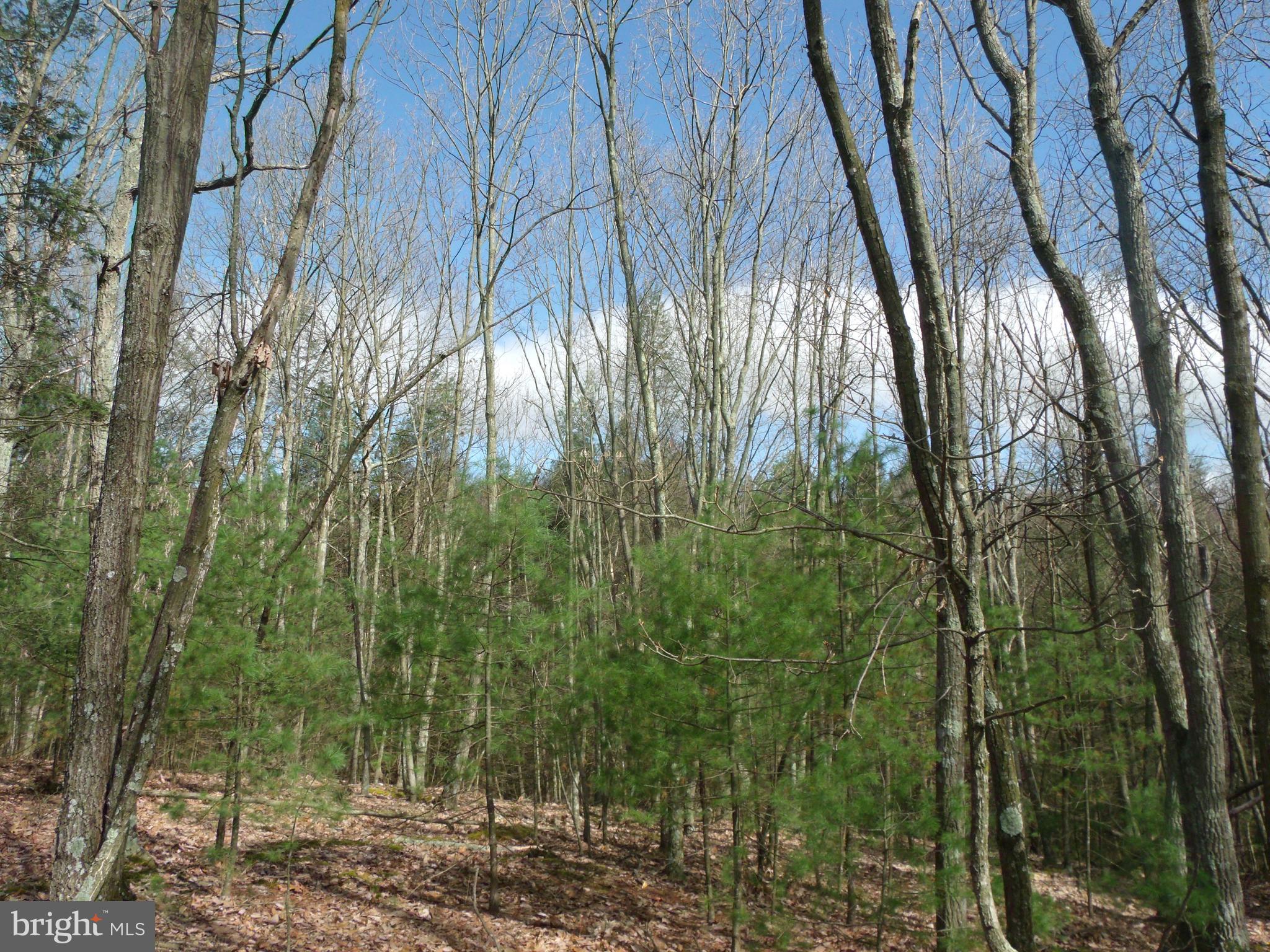 1703 Peach Ridge Road Elliottsburg, PA 17024 - Photo 9 of 16 Gallery Image 9