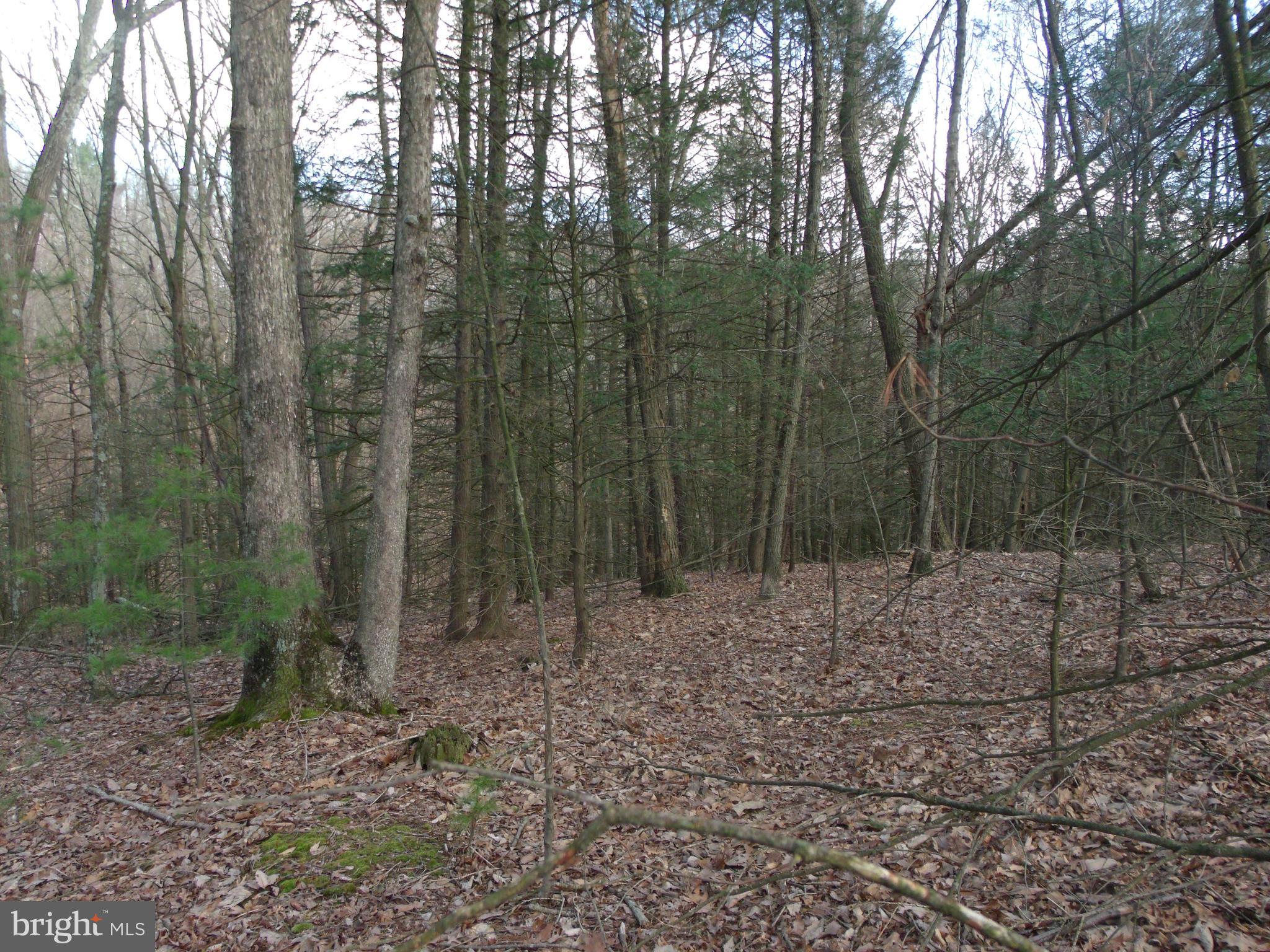 1703 Peach Ridge Road Elliottsburg, PA 17024 - Photo 10 of 16 Gallery Image 10