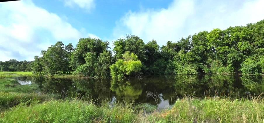 a view of a lush green space