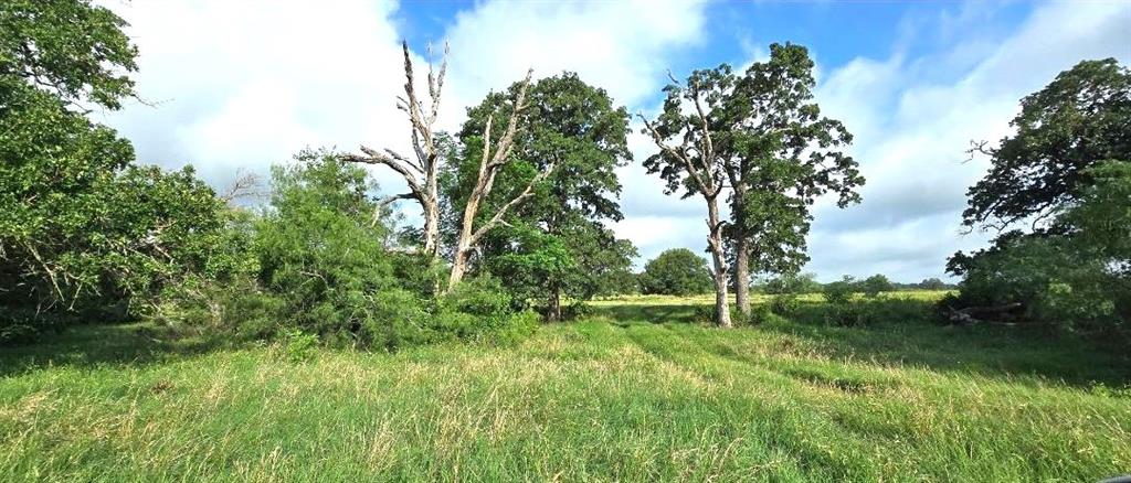 Tbd George Wachel Road Bremond, TX 76629 - Photo 6 of 8 a big yard with lots of green space and plants