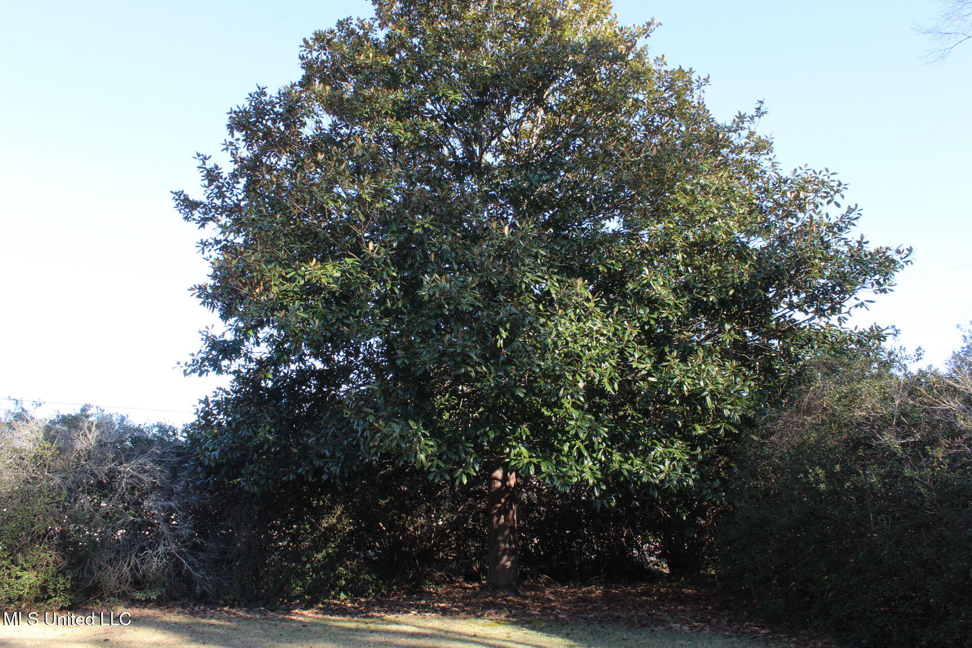 1141 Ward Jackson Road Summit, MS 39666 - Photo 14 of 15 11872190