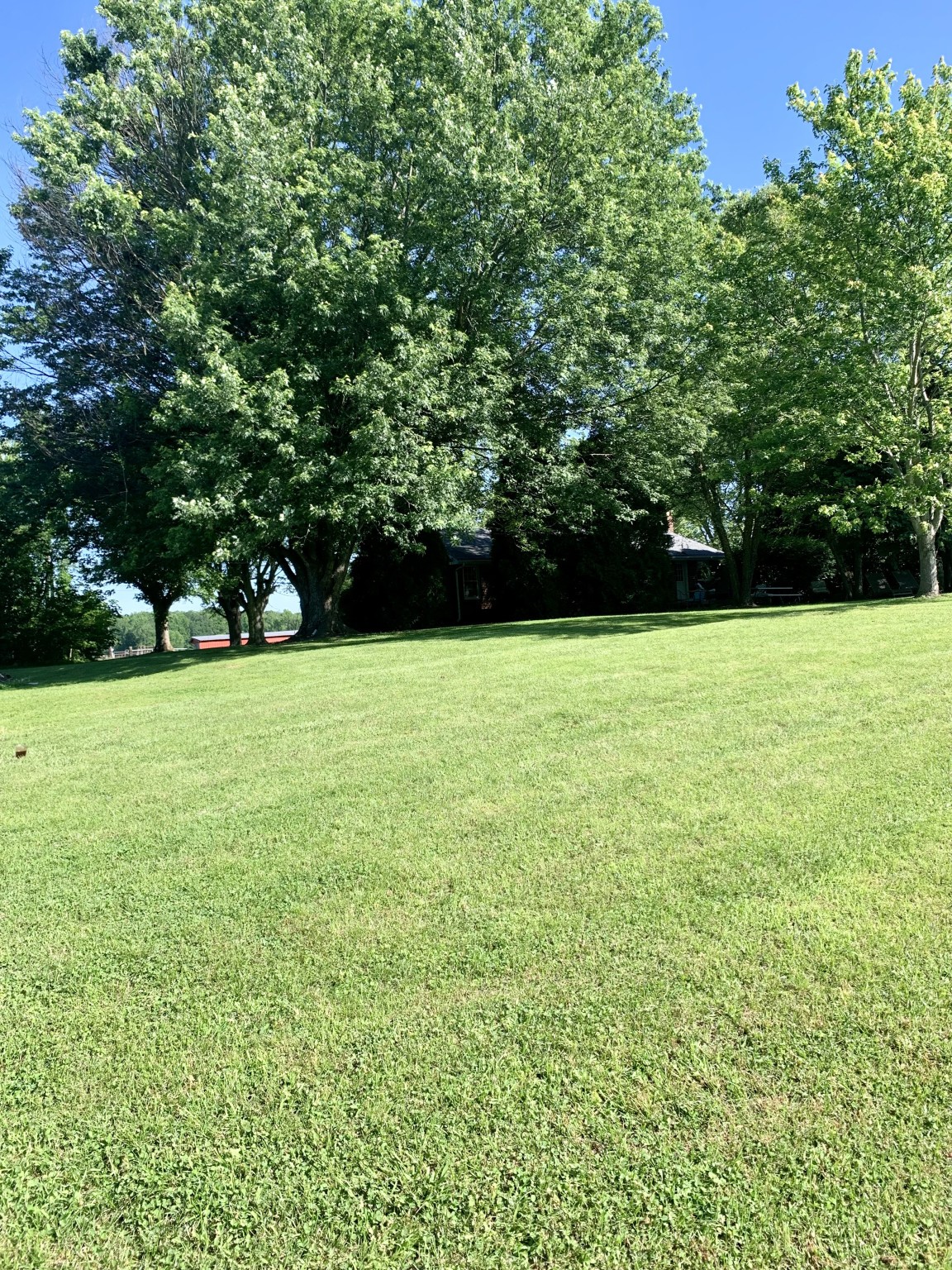 212 Halltown Road Cottontown, TN 37048 - Photo 8 of 41 a view of a green yard