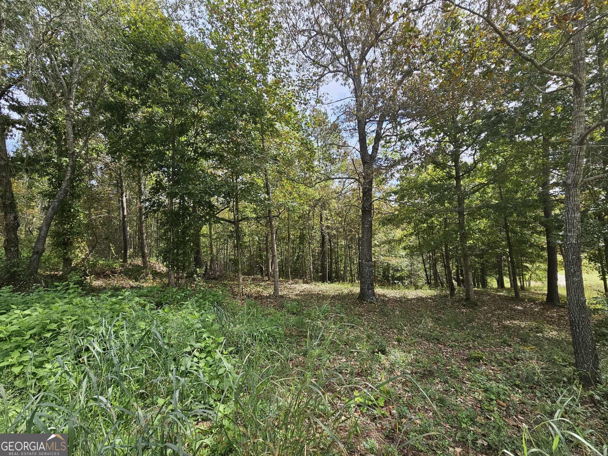 42 Lookout Point Toccoa, GA 30577 - Photo 5 of 22 a big yard with lots of green space and deers