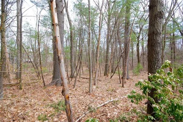 26 Reeves Road Bedford, MA 01730 - Photo 20 of 20 Gallery Image 20