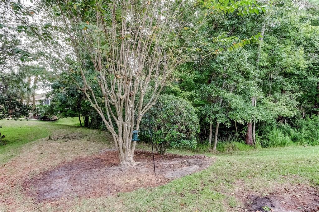 1610 Cortleigh Drive Trinity, FL 34655 - Photo 58 of 72 a view of a forest that has large trees