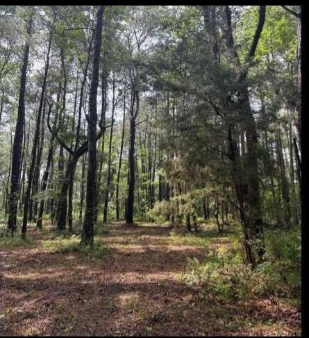 7477 North Highway 17 Awendaw, SC 29429 - Photo 4 of 13 adjacent One Acre Lot