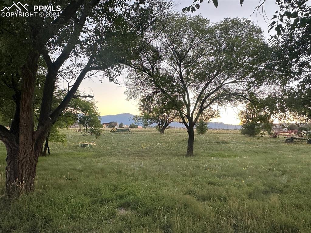 7615 Maverick Road Colorado Springs, CO 80908 - Photo 5 of 42 a big yard with lots of tall trees