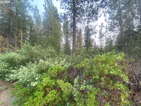 a view of a forest with a tree