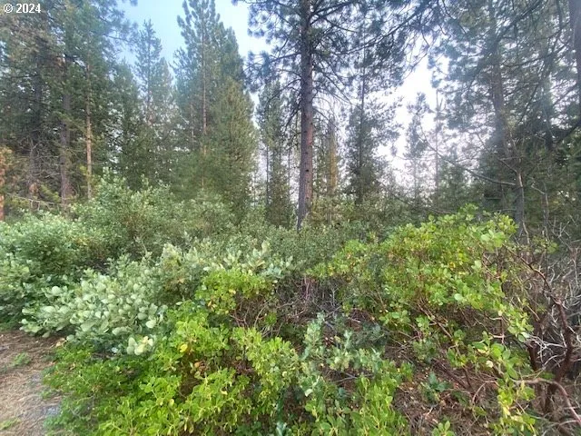 a view of a forest with a tree