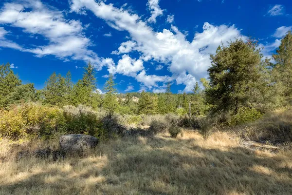 a view of a bunch of trees