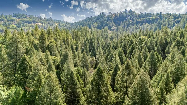 a view of a lush green forest with lush green forest