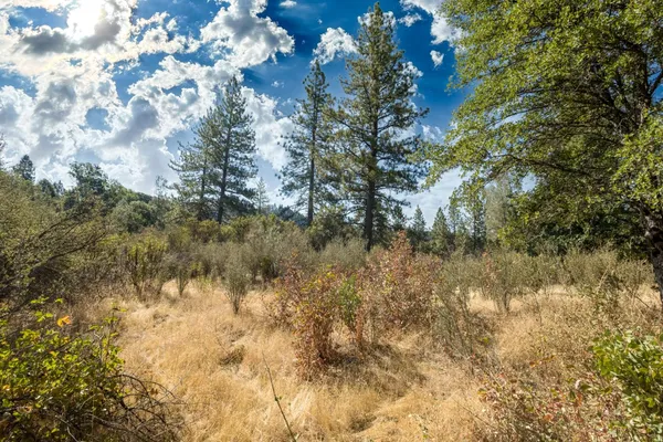 a view of a tree in a yard