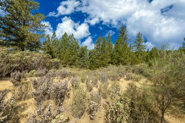 a view of a bunch of trees