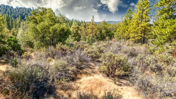 a view of a bunch of plants and trees