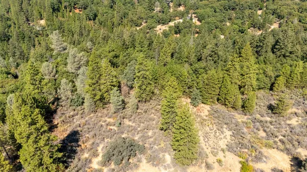 a view of a yard with a tree
