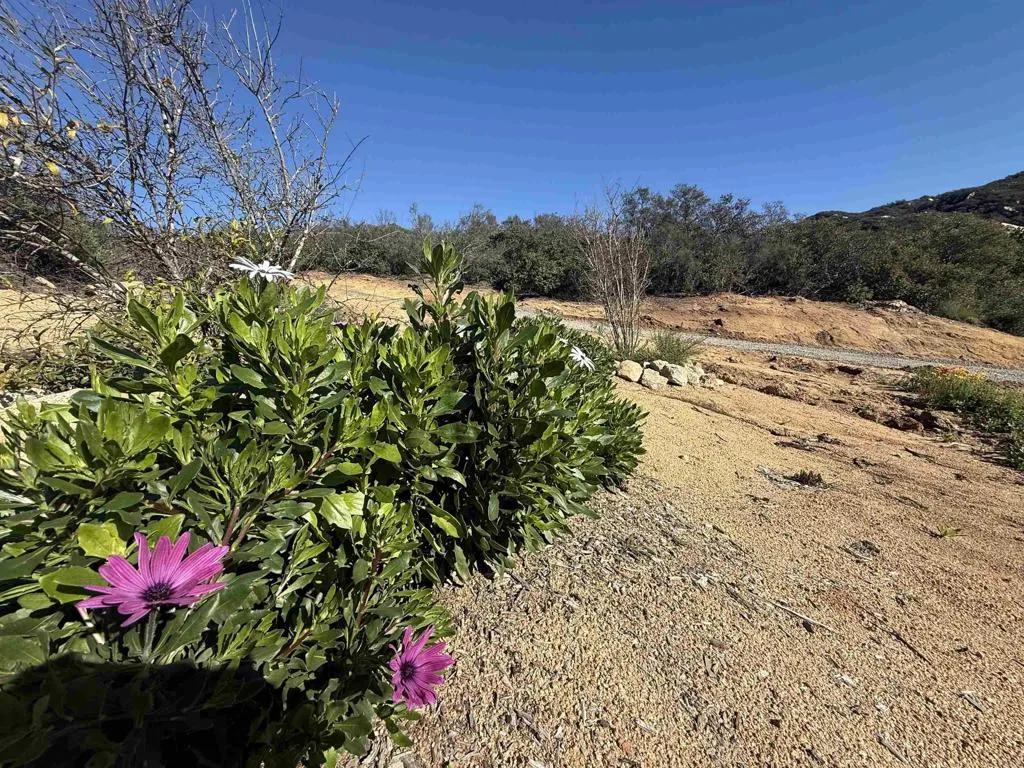 0 Mt Olympus Valley Road Fallbrook, CA 92028 - Photo 50 of 50 a view of a yard with a tree