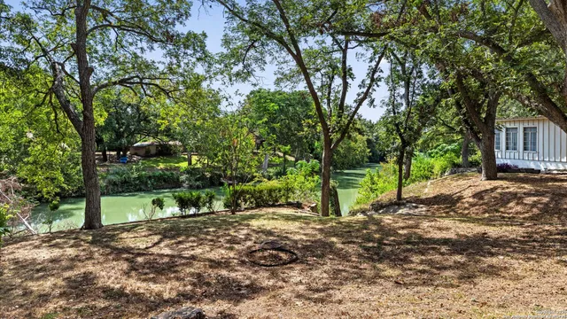 a view of a yard with plants and large trees