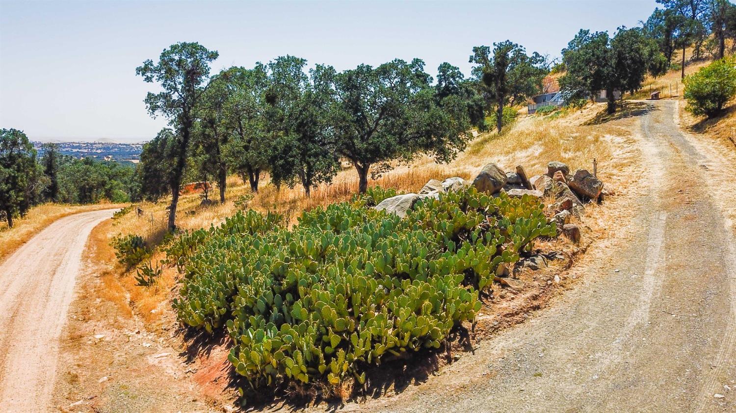 3101 Trower Road Catheys Valley, CA 95306 - Photo 4 of 29 a view of a yard with trees