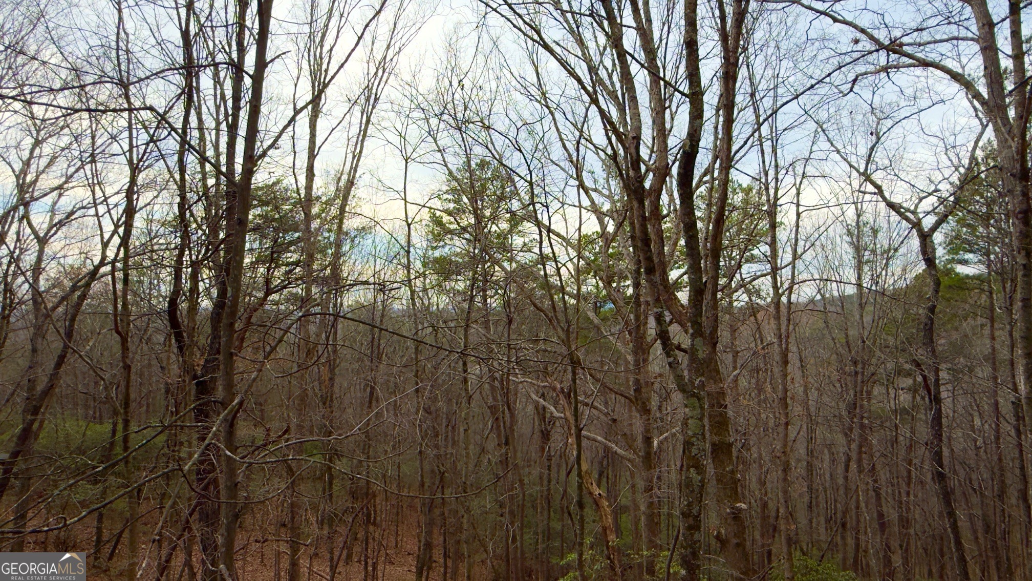 325 Pettit Ridge Road Ellijay, GA 30536 - Photo 41 of 43