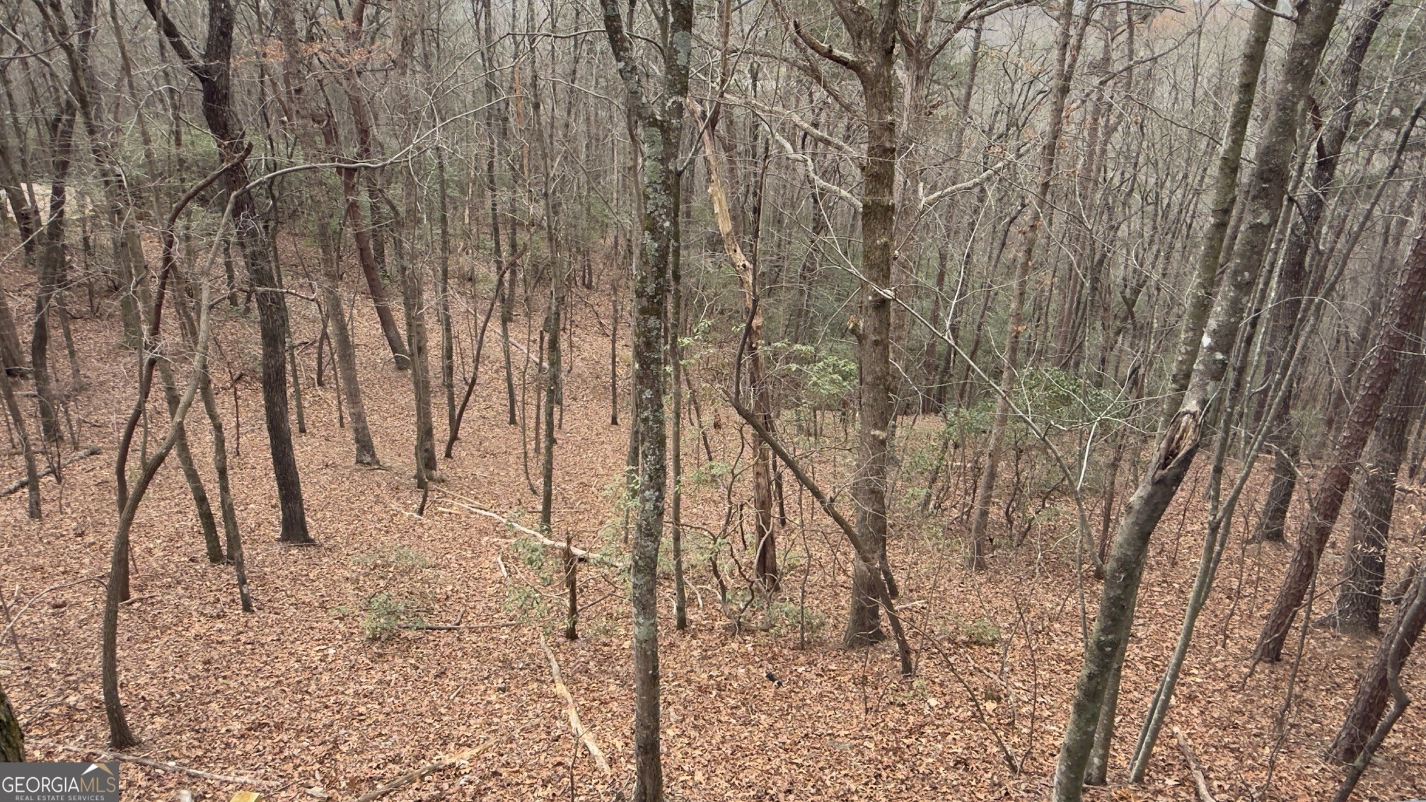 325 Pettit Ridge Road Ellijay, GA 30536 - Photo 42 of 43