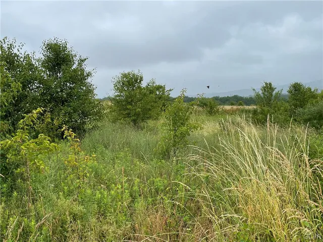 a view of a lake in middle of forest