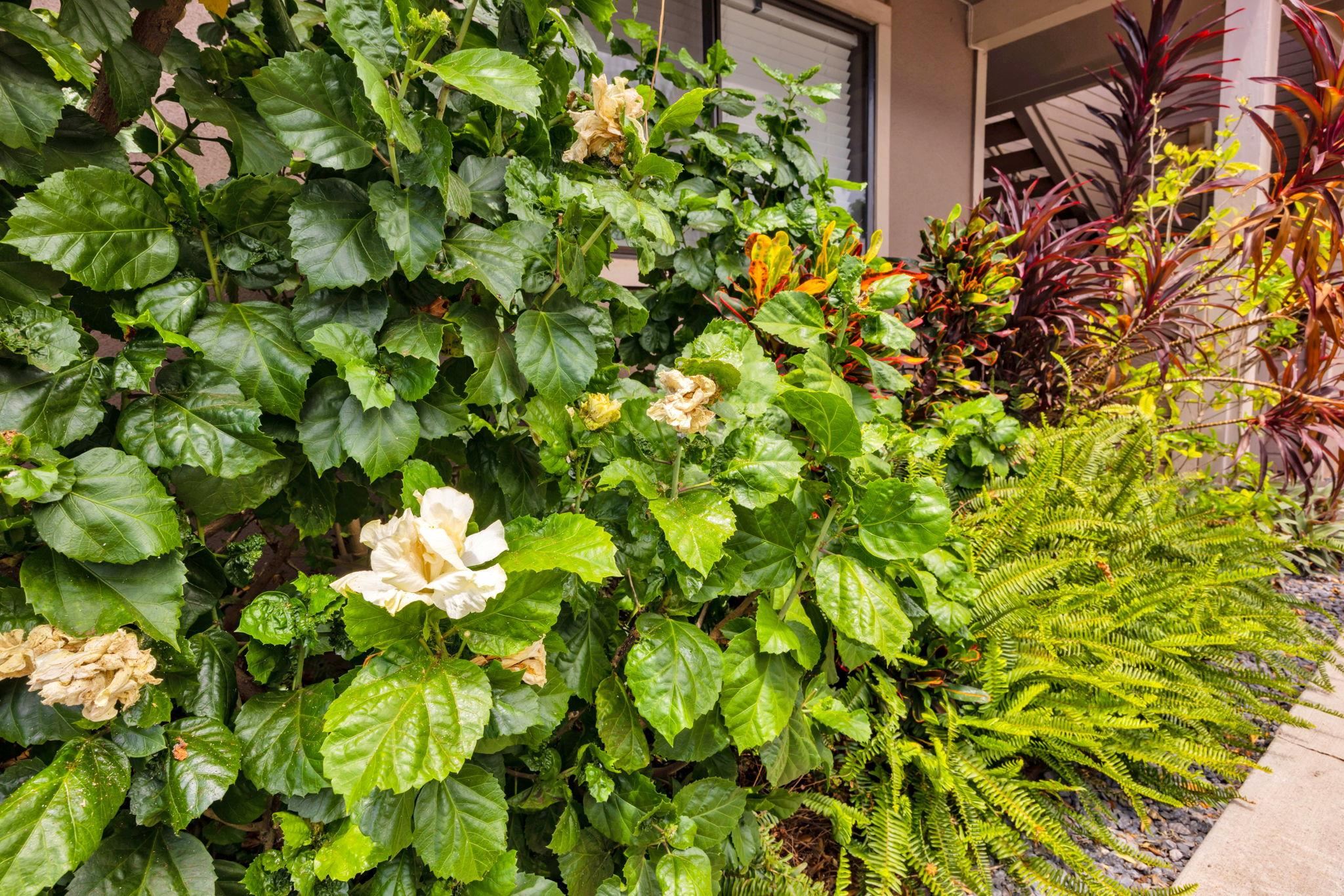 2747 South Kihei Road, Unit C205 Kihei, HI 96753 - Photo 48 of 49 a view of flowers