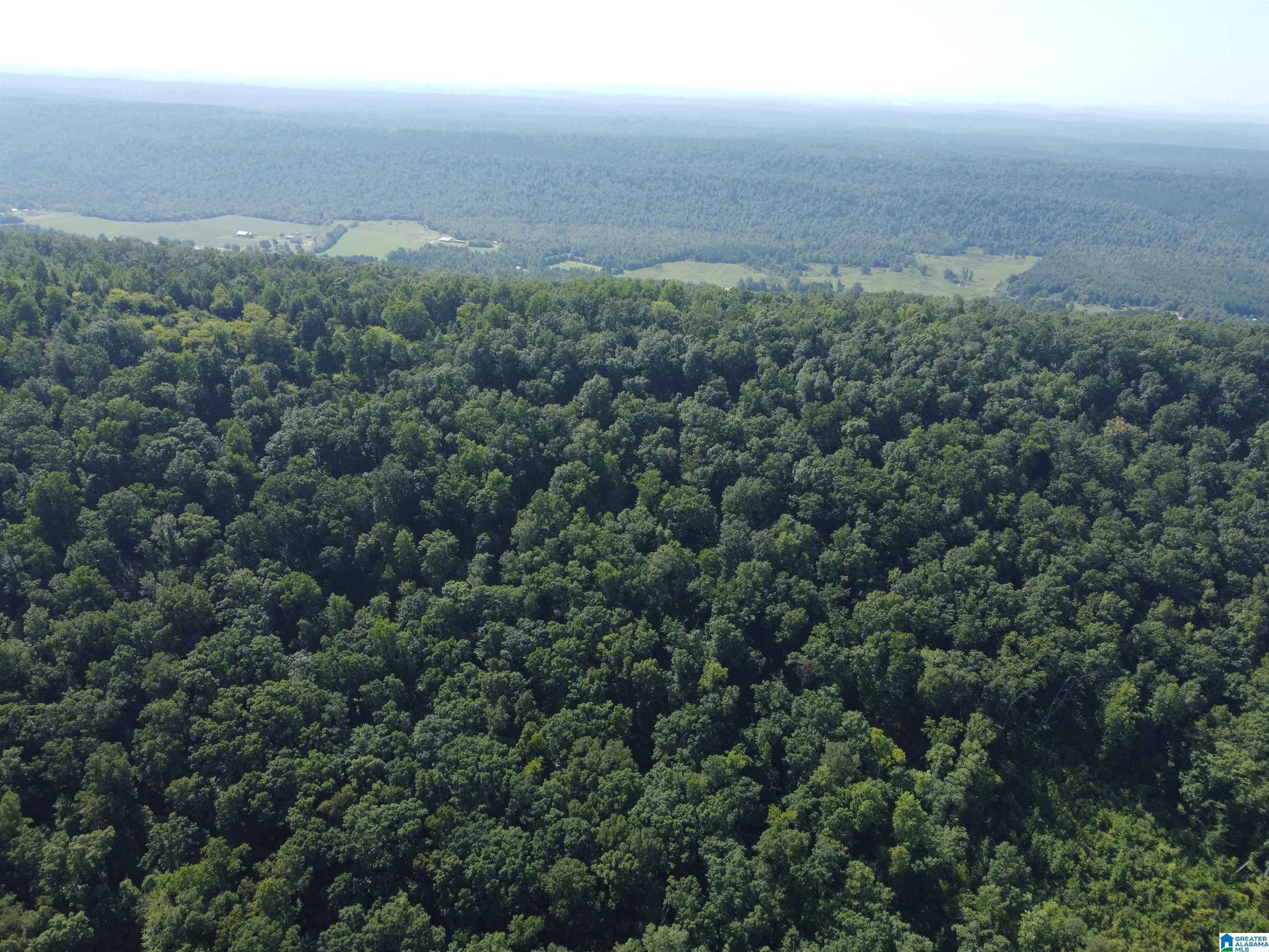 0 Beaver Mountain Road Ashville, AL 35953 - Photo 12 of 40