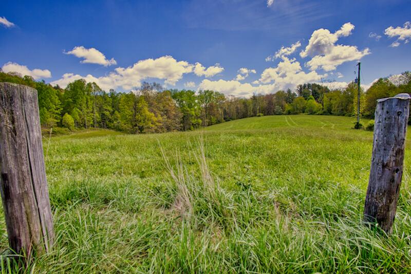1436 Mayberry Church Road Meadows Of Dan, VA 24120 - Photo 36 of 38 a view of a big yard with potted plants and large tree