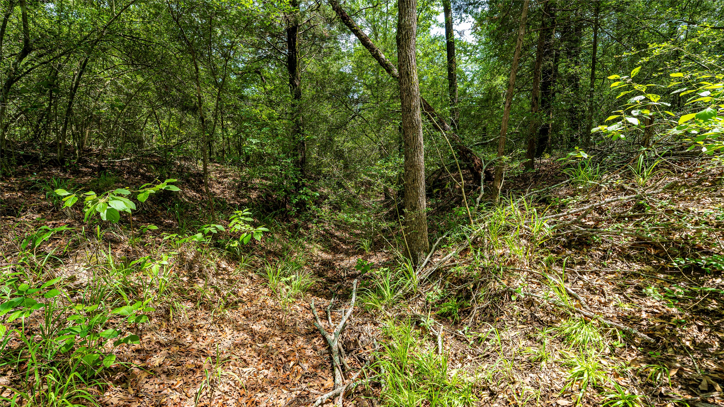 1470 22 Hills Road Gause, TX 77857 - Photo 10 of 35 Mature trees and lush undergrowth define this expansive wooded lot.