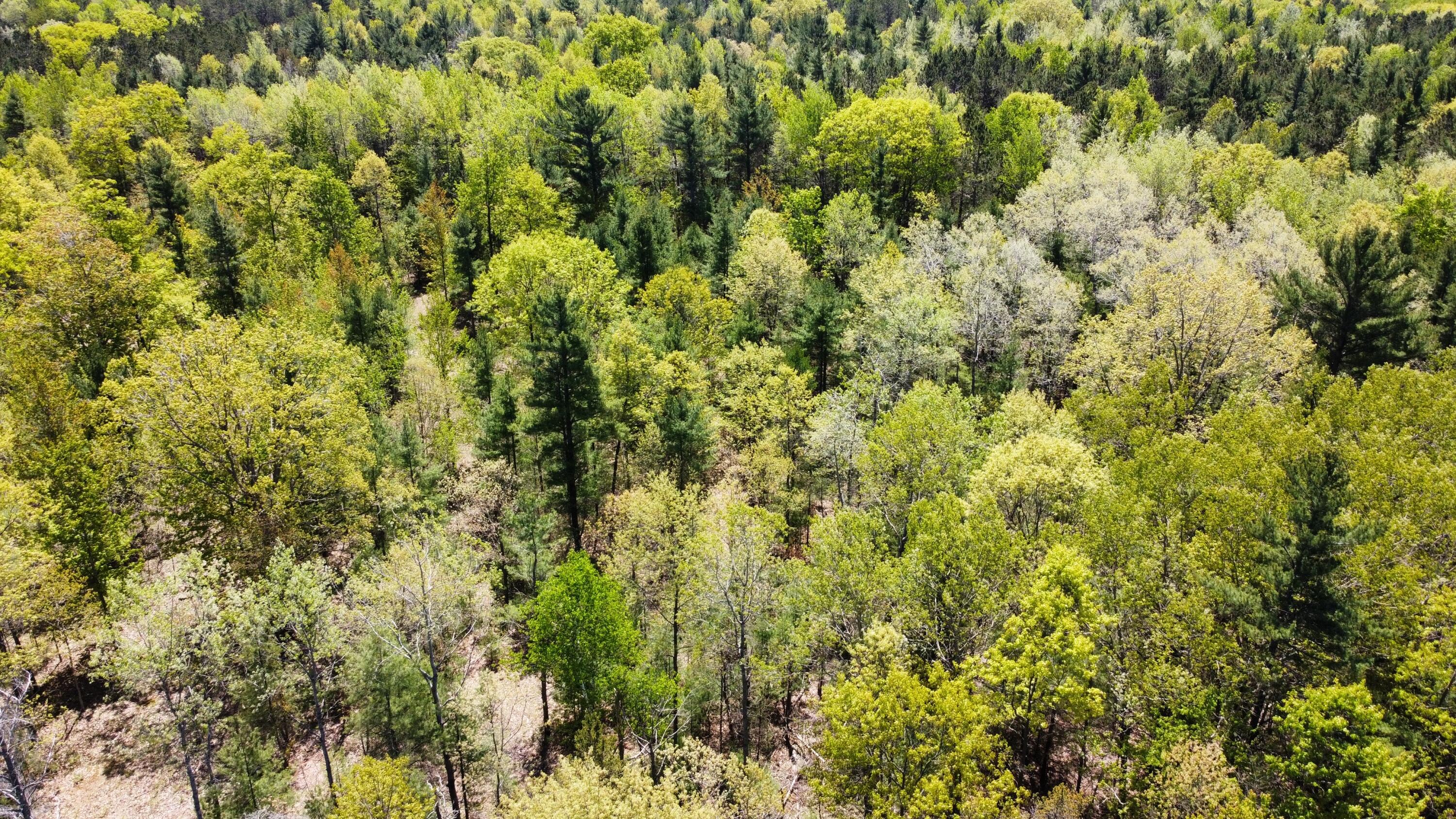 Red Apple Road Manistee, MI 49660 - Photo 4 of 18 dji_fly_20230526_131710_141_168512182205