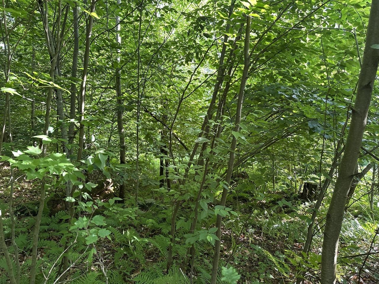 0 Vt Route 103, Unit LOT 3 Chester, VT 05143 - Photo 6 of 60