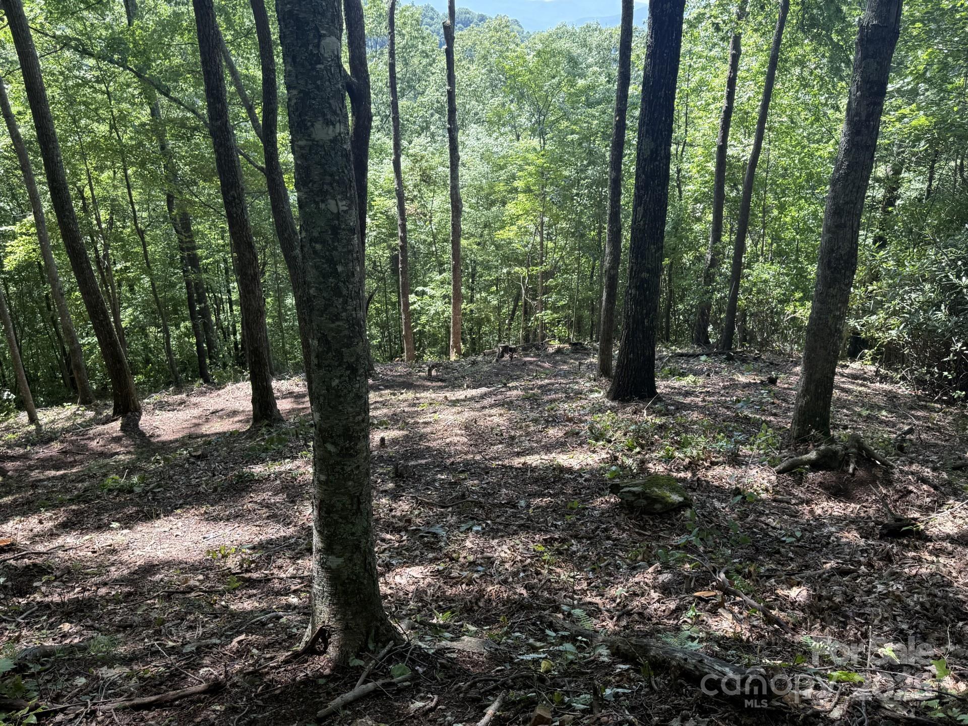 176 East Reach Road, Unit 176 Sylva, NC 28779 - Photo 2 of 20 a view of outdoor space and trees