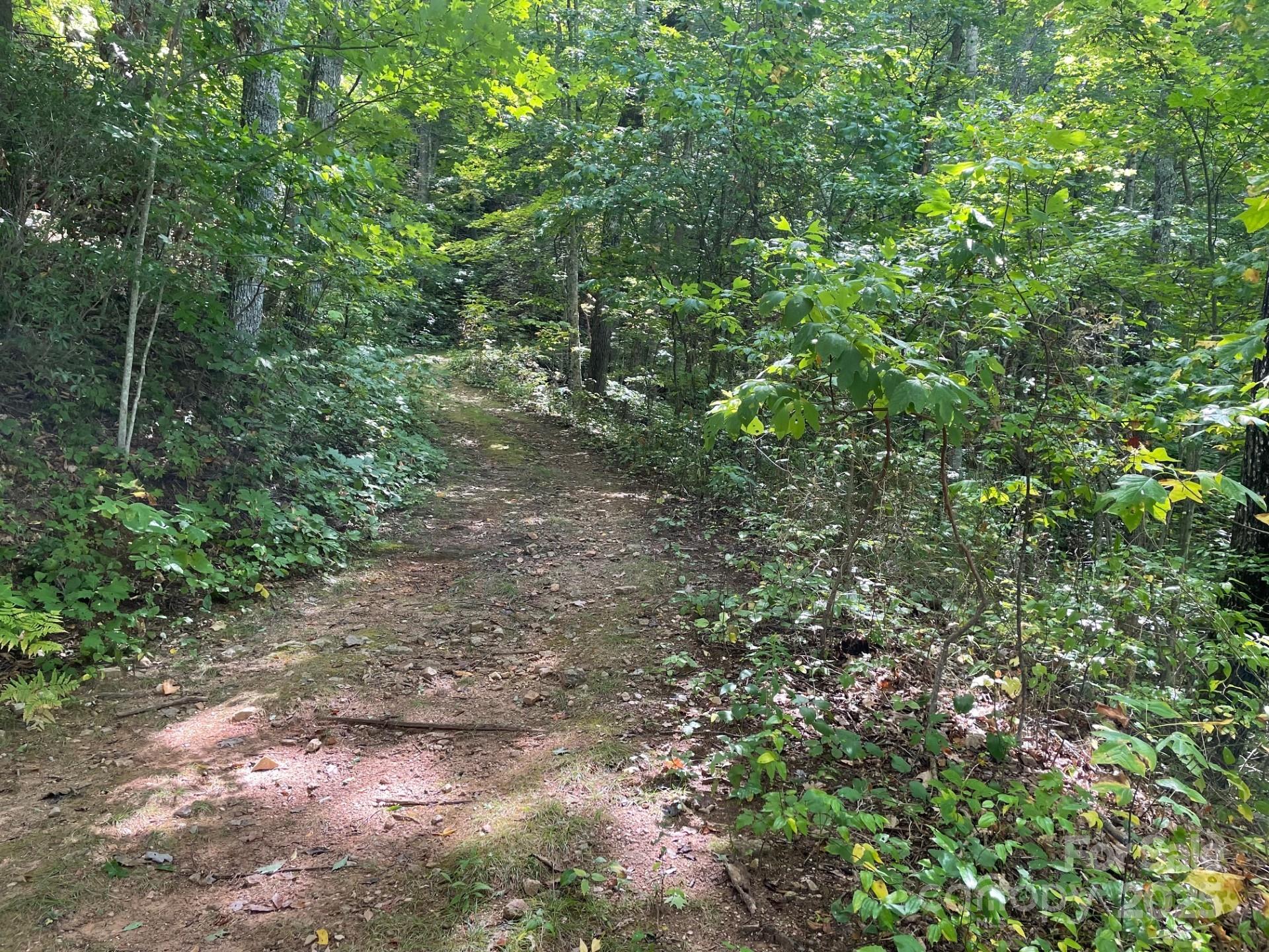 176 East Reach Road, Unit 176 Sylva, NC 28779 - Photo 4 of 20 a view of a forest with lots of trees