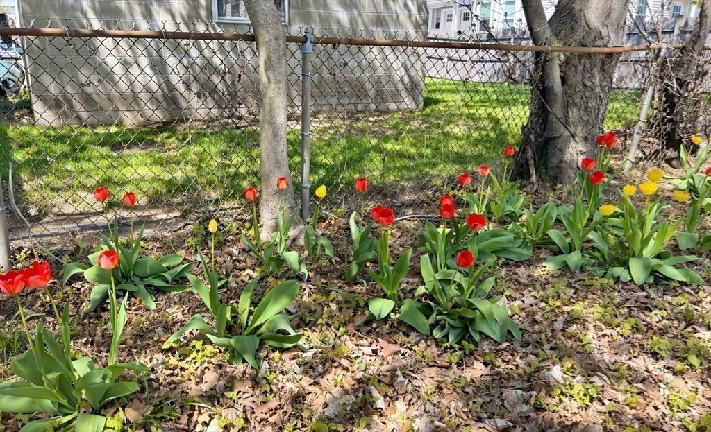 86 Howard Street, Unit 1 Waltham, MA 02451 - Photo 19 of 22 a view of a yard with flowers