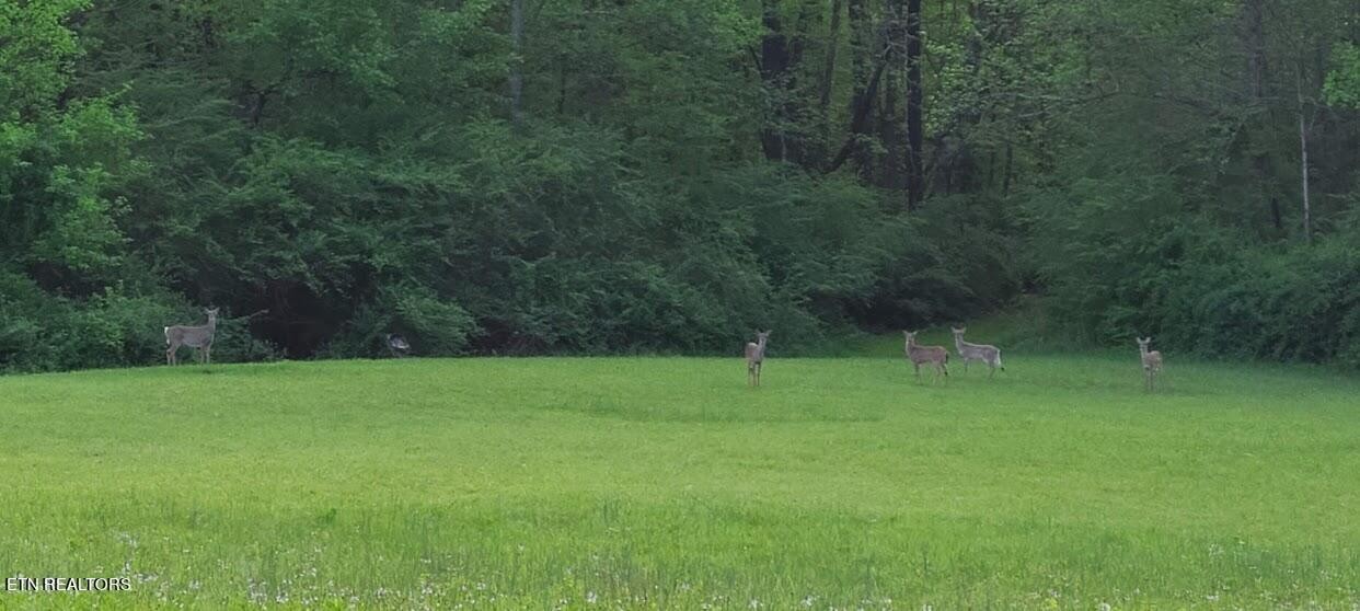 0 Jones Crossing Road Whitwell, TN 37397 - Photo 2 of 5 Gallery Image 2