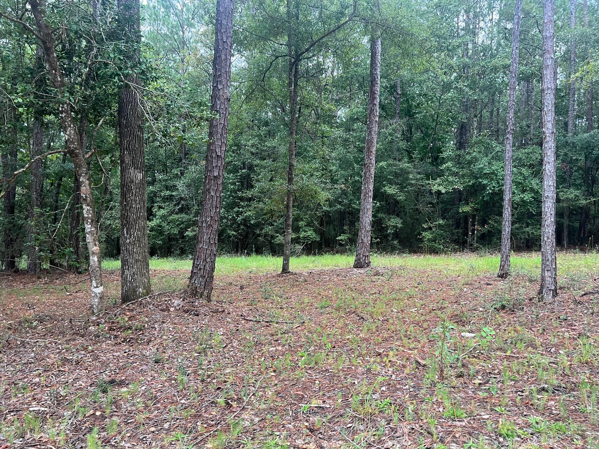 8.84-ac Crowder Chapel Road Crestview, FL 32539 - Photo 1 of 26 a view of a backyard with trees