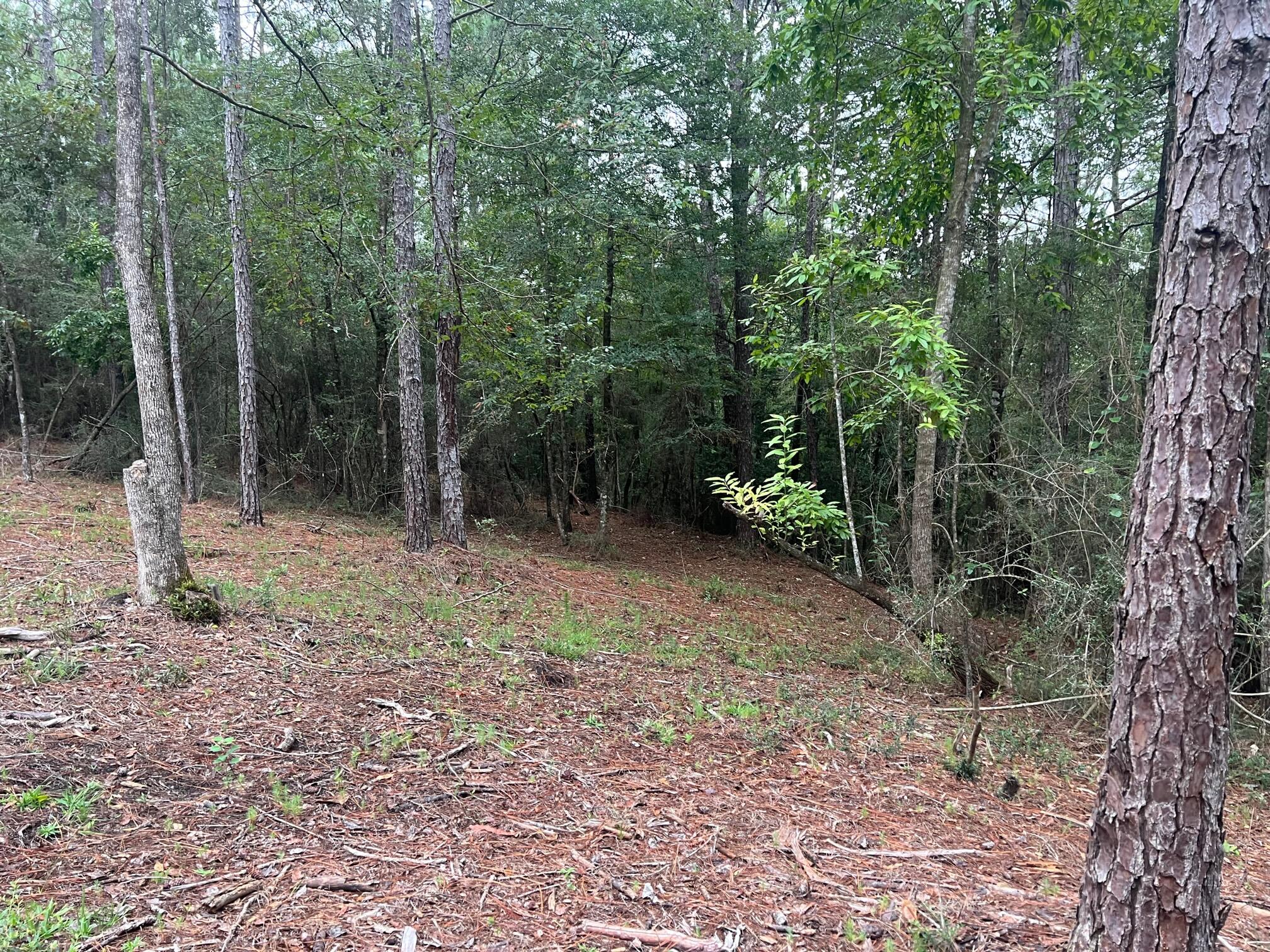 8.84-ac Crowder Chapel Road Crestview, FL 32539 - Photo 11 of 26 a view of a forest with trees in the background
