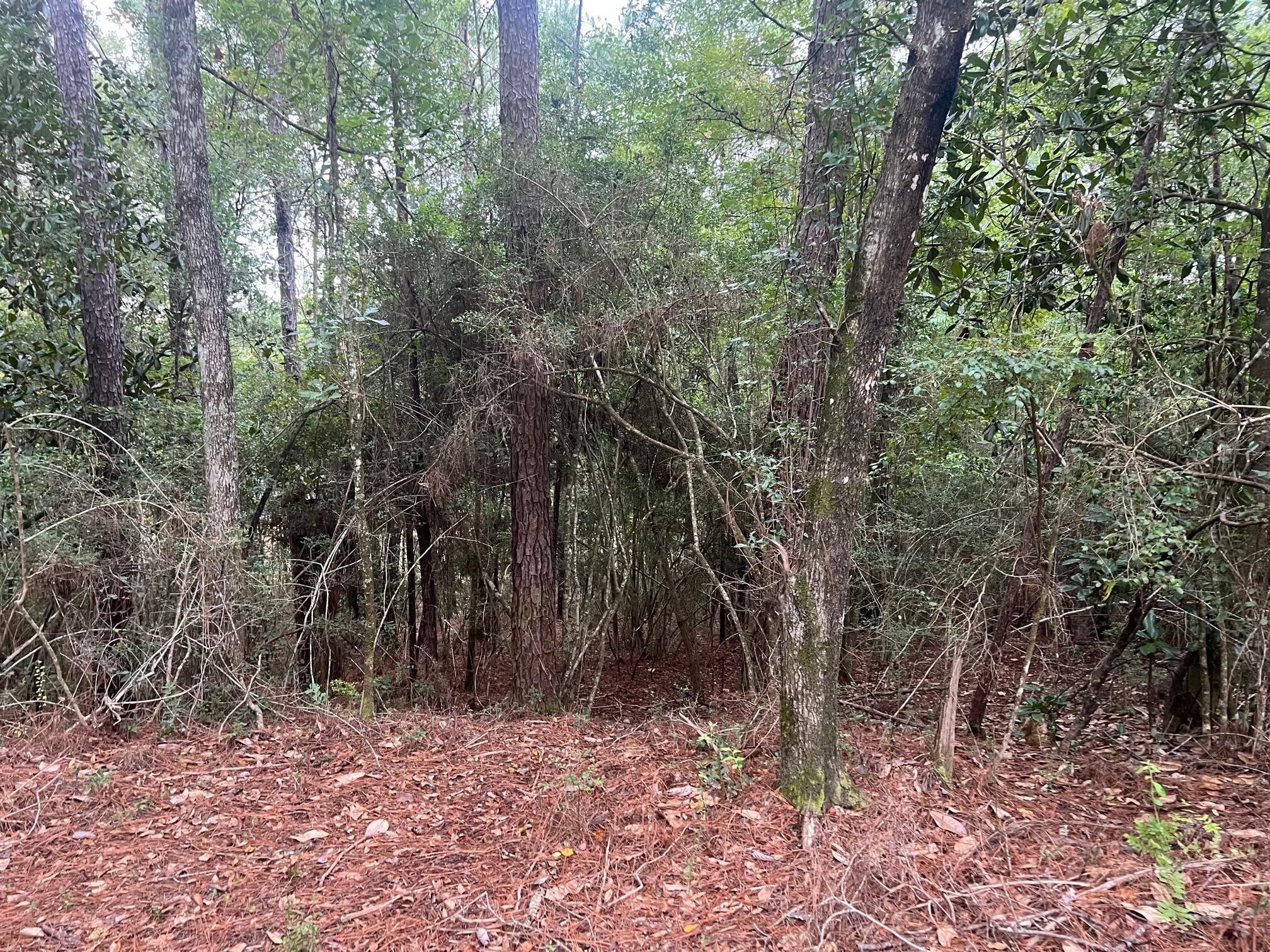 8.84-ac Crowder Chapel Road Crestview, FL 32539 - Photo 12 of 26 a view of a forest