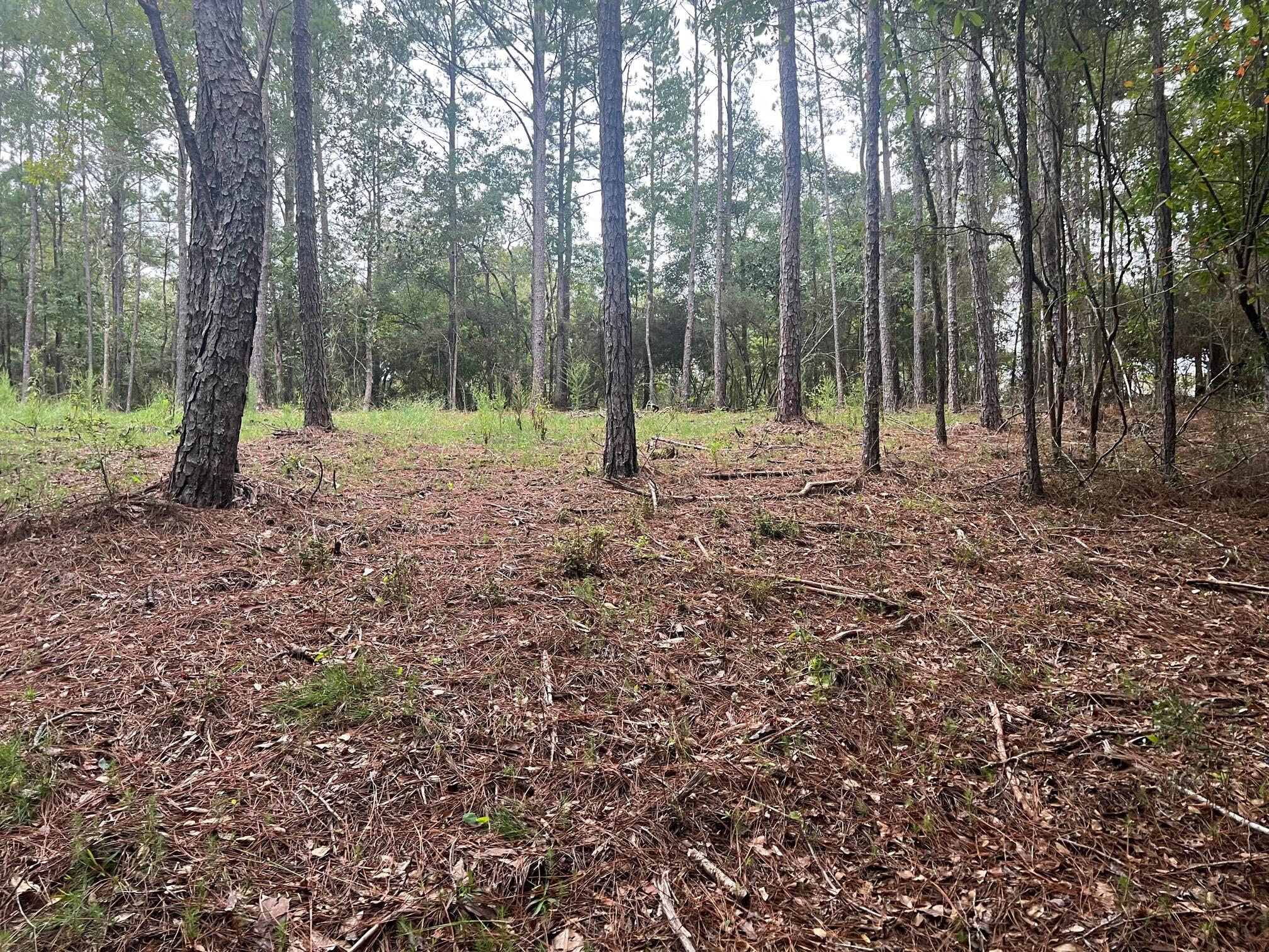 8.84-ac Crowder Chapel Road Crestview, FL 32539 - Photo 14 of 26 a view of outdoor space with trees
