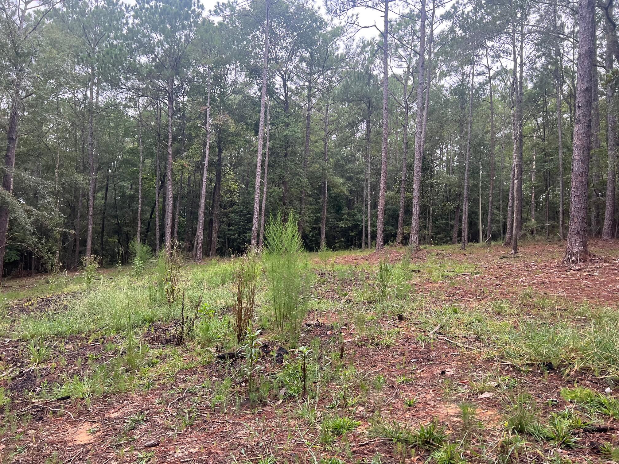 8.84-ac Crowder Chapel Road Crestview, FL 32539 - Photo 15 of 26 a backyard of a house with lots of green space