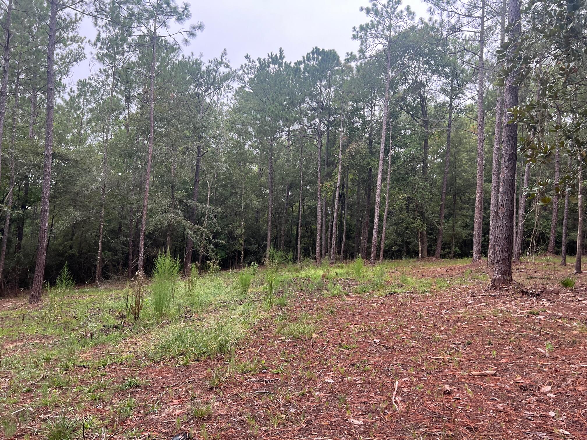 8.84-ac Crowder Chapel Road Crestview, FL 32539 - Photo 17 of 26 a view of outdoor space with trees